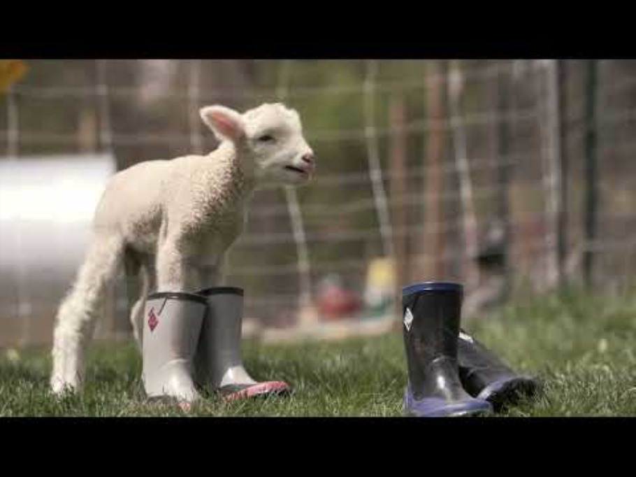 Muckboot Unisex Forager Korte Laarzen Donkerbruin