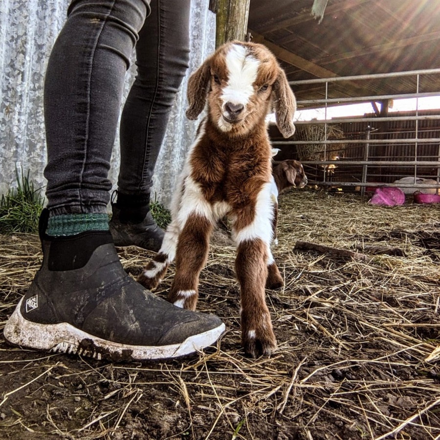 Frostgrijze Outscape Korte Boots Muckboot Voor Dames